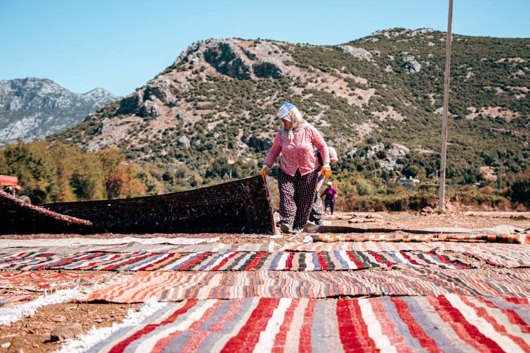 Güneşin soldurduğu milyonluk halıların hasadı başladı 6