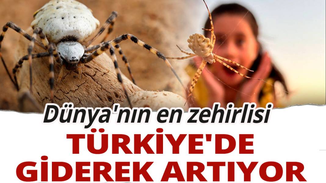 Dünya'nın en zehirlisi: Türkiye'de giderek artıyor 1