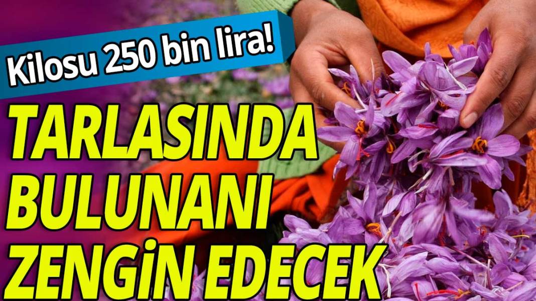 Tarlasında bulunanı zengin edecek: Kilosu 250 bin lira! 1