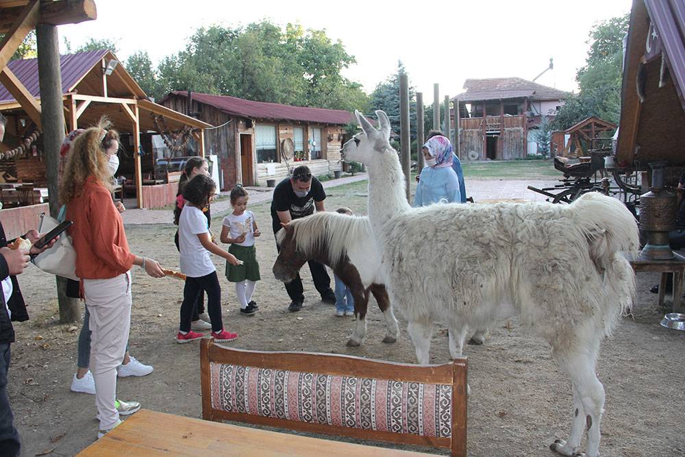 Çiftlikte çıkan yangında 'Pamuk' öldü: İlçenin maskotu olmuştu 10