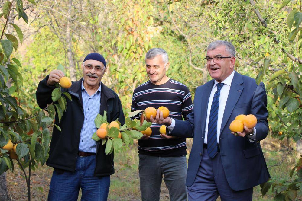 Sarı altın'ın hasadı başladı! Çiftçinin yüzünü güldürdü! Dalında kilosu 8 TL, kurusu 150 TL 2