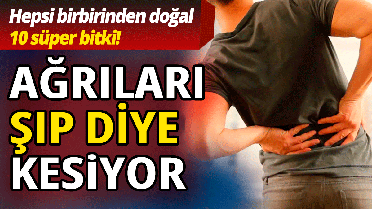 Ağrıları şıp diye kesiyor! Hepsi birbirinden doğal 10 süper bitki.. 1