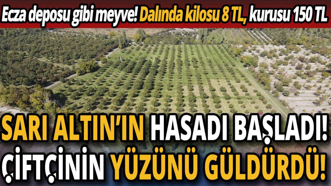 Sarı altın'ın hasadı başladı! Çiftçinin yüzünü güldürdü! Dalında kilosu 8 TL, kurusu 150 TL 1