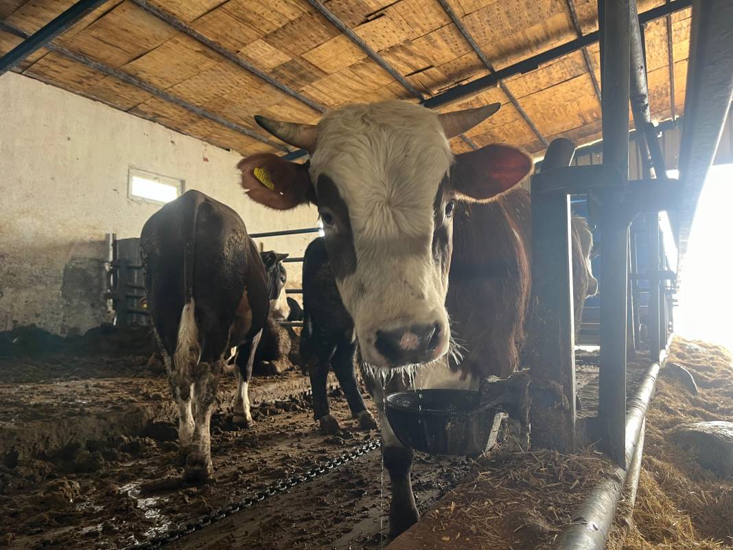 En ucuz kurbanlık fiyatı belli oldu! 7