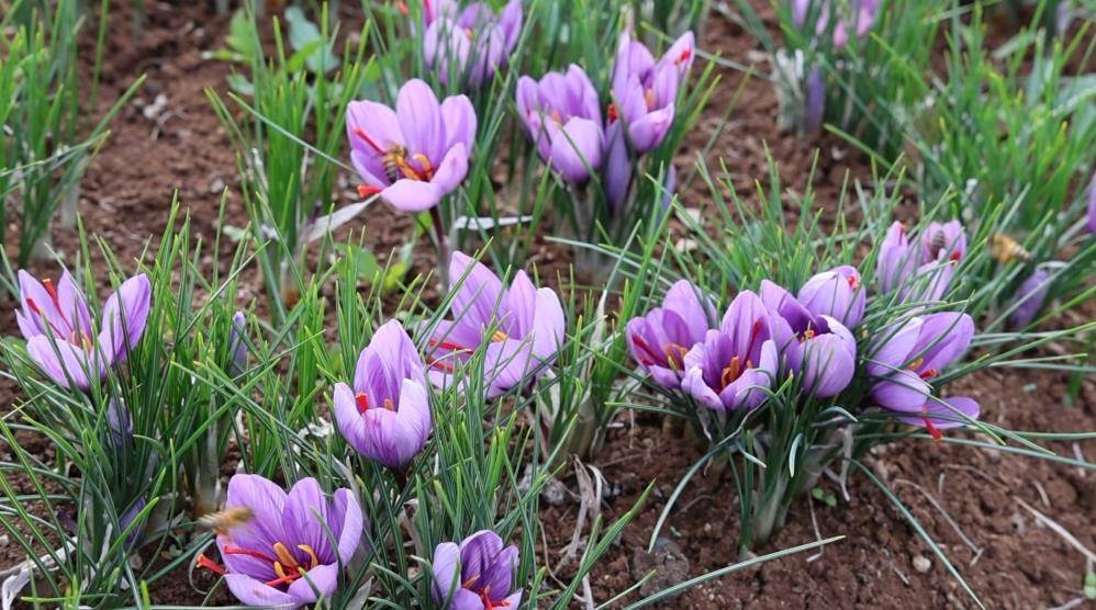 Gramla satıyor paraya para demiyor! 2 ayda nasıl zengin olduğunu anlattı 7