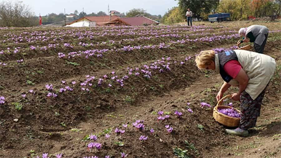 Gramla satıyor paraya para demiyor! 2 ayda nasıl zengin olduğunu anlattı 1