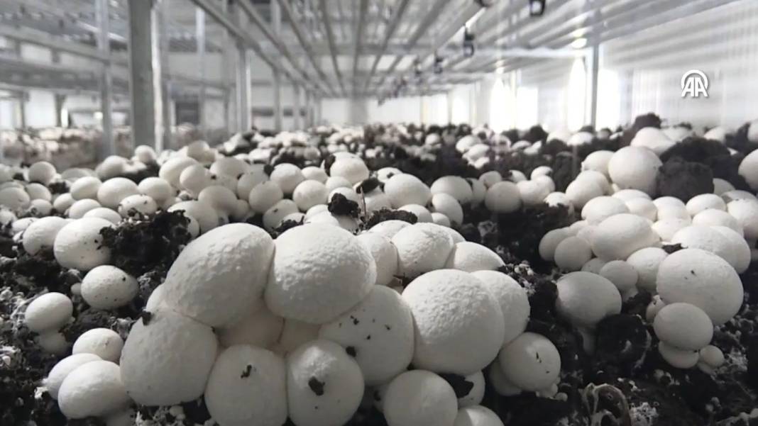 İnternetten araştırdı, devletten 3 milyon hibe alıp bu işe girdi:  Şimdi 45 günde 18 ton üretiyor 10