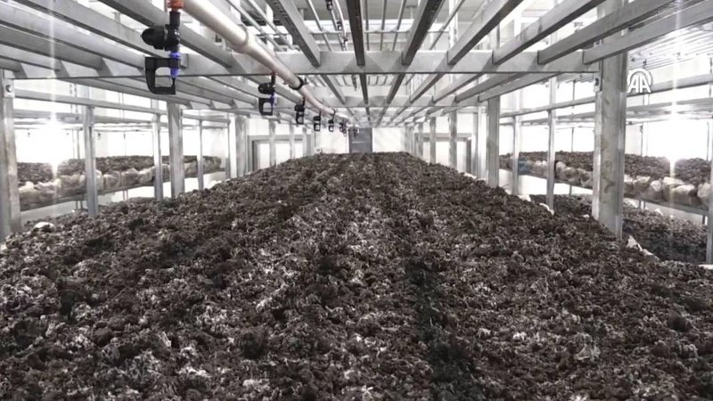 İnternetten araştırdı, devletten 3 milyon hibe alıp bu işe girdi:  Şimdi 45 günde 18 ton üretiyor 1