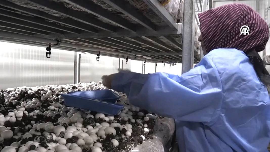 İnternetten araştırdı, devletten 3 milyon hibe alıp bu işe girdi:  Şimdi 45 günde 18 ton üretiyor 9