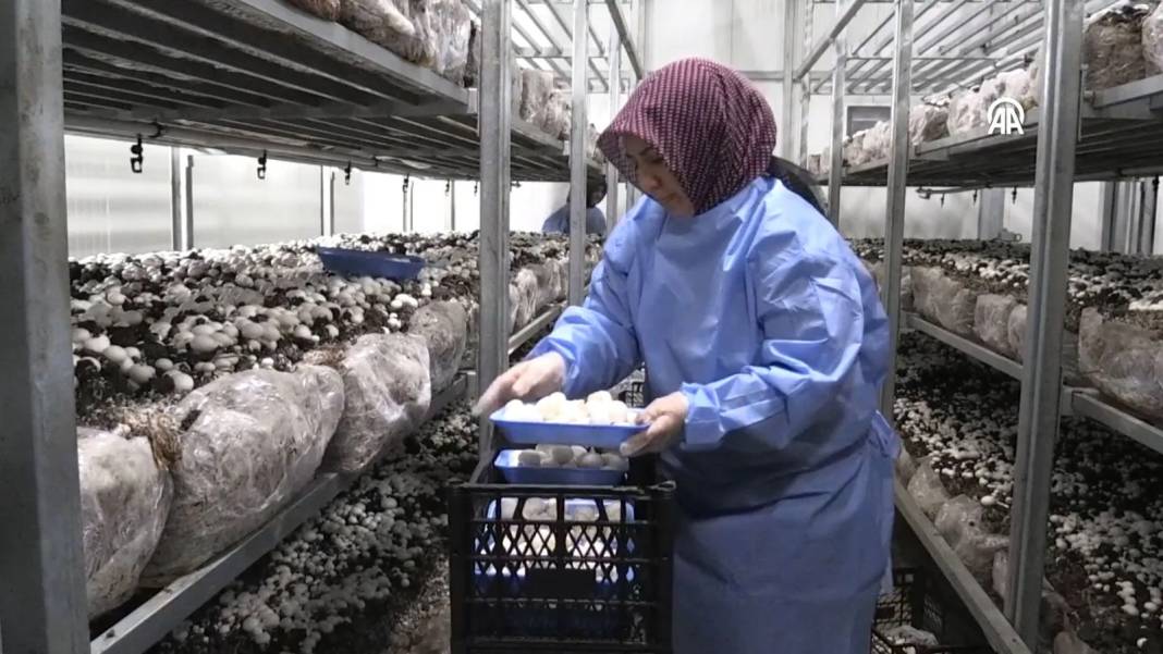 İnternetten araştırdı, devletten 3 milyon hibe alıp bu işe girdi:  Şimdi 45 günde 18 ton üretiyor 8