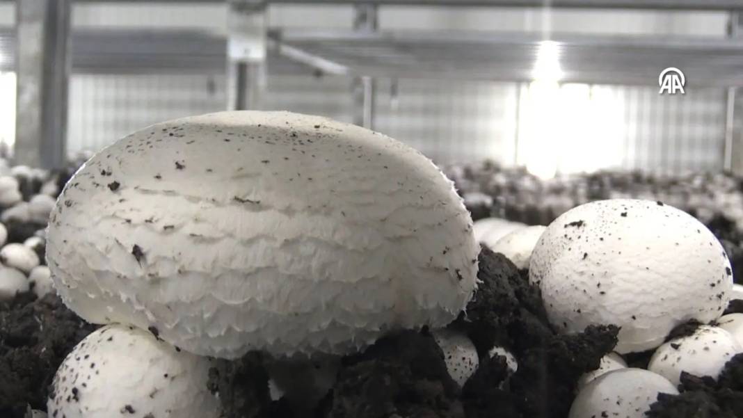 İnternetten araştırdı, devletten 3 milyon hibe alıp bu işe girdi:  Şimdi 45 günde 18 ton üretiyor 11