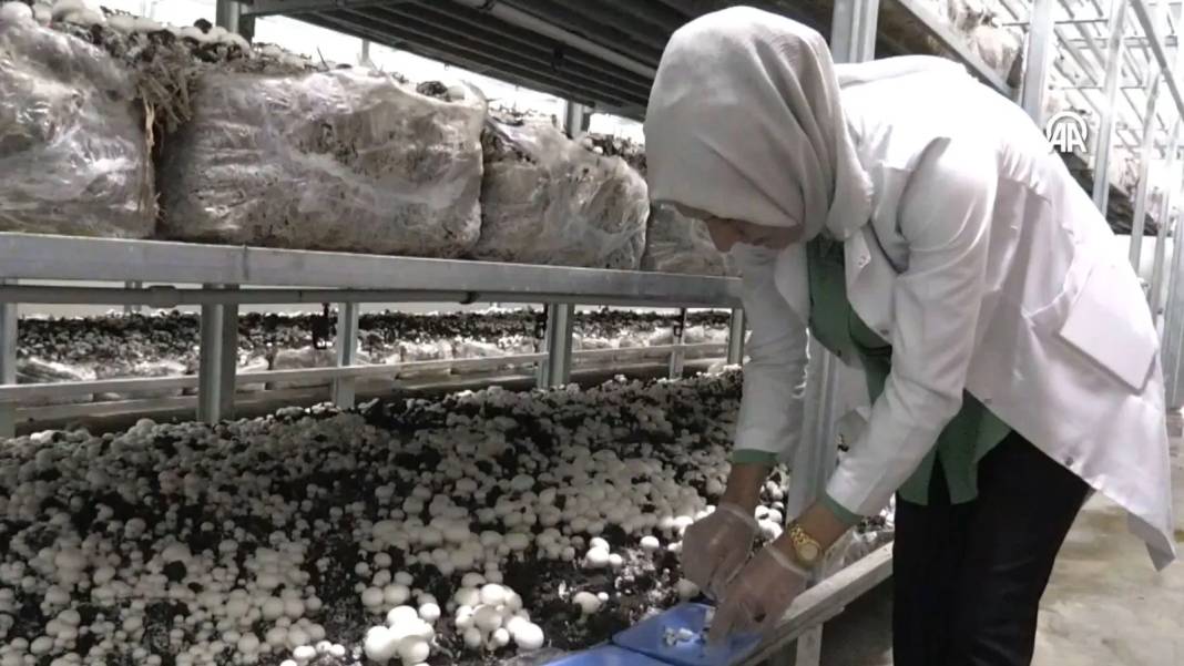 İnternetten araştırdı, devletten 3 milyon hibe alıp bu işe girdi:  Şimdi 45 günde 18 ton üretiyor 6