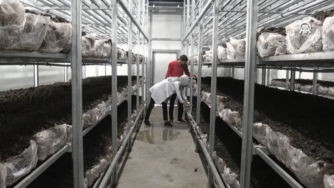 İnternetten araştırdı, devletten 3 milyon hibe alıp bu işe girdi:  Şimdi 45 günde 18 ton üretiyor 2