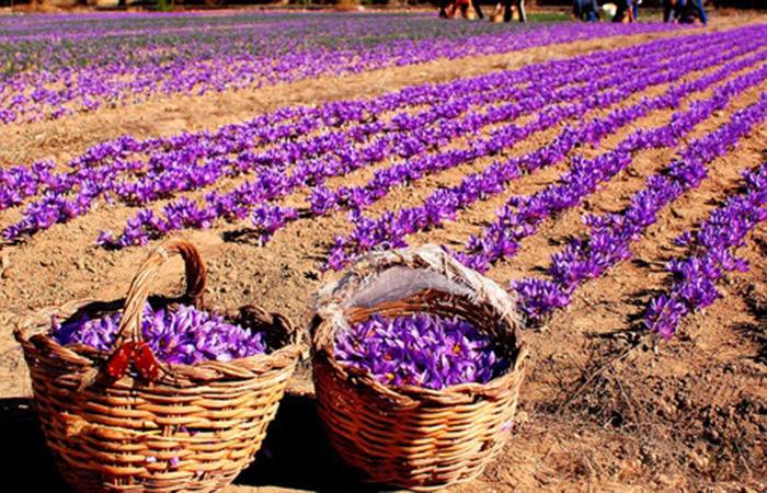 Bunu eken servet sahibi oluyor: Hasat sonrası kilosu 600 bin TL'den alıcı buluyor 6