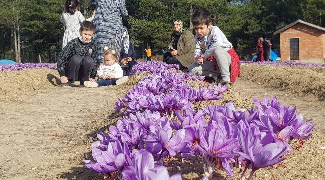 Bunu eken servet sahibi oluyor: Hasat sonrası kilosu 600 bin TL'den alıcı buluyor 10