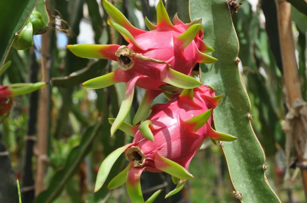 Hasadına örtü altında başlandı: Kilosu 120 TL’den satışa sunuluyor 5