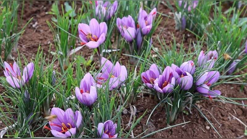 Mühendisliği bıraktı, bahçesine ekti: Gramını 200 TL’den satarak köşeyi döndü 4