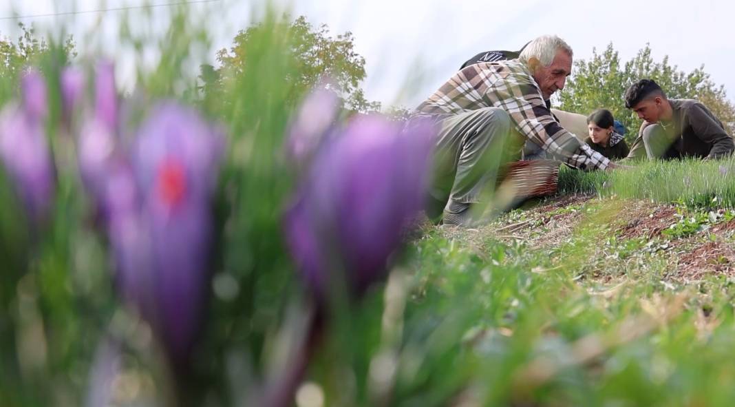 Mühendisliği bıraktı, bahçesine ekti: Gramını 200 TL’den satarak köşeyi döndü 7