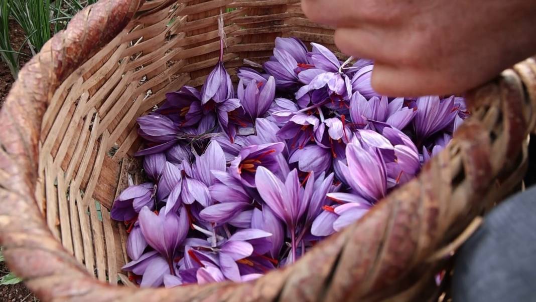Mühendisliği bıraktı, bahçesine ekti: Gramını 200 TL’den satarak köşeyi döndü 6
