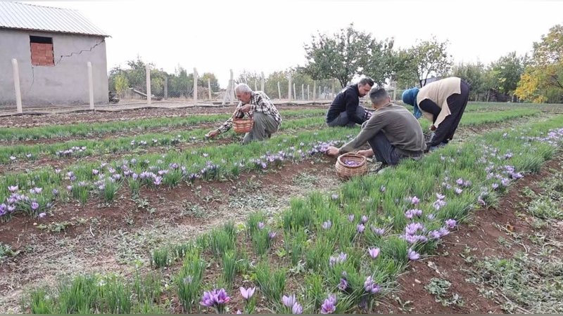 Mühendisliği bıraktı, bahçesine ekti: Gramını 200 TL’den satarak köşeyi döndü 2