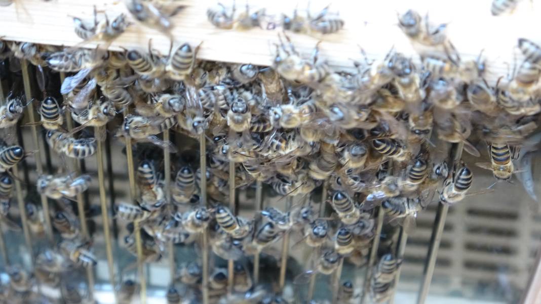 Hobi olarak dede mesleğine başladı, servet kazandı: Kilosu 100 bin dolara gidiyor 9