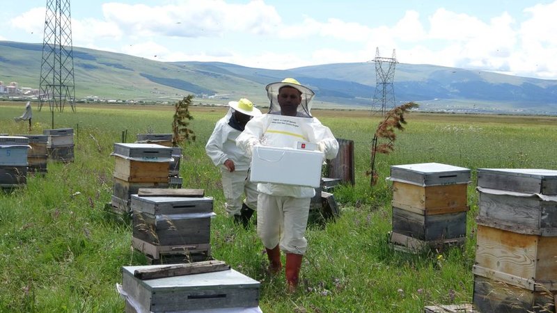 Hobi olarak dede mesleğine başladı, servet kazandı: Kilosu 100 bin dolara gidiyor 3