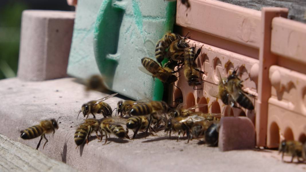 Hobi olarak dede mesleğine başladı, servet kazandı: Kilosu 100 bin dolara gidiyor 4