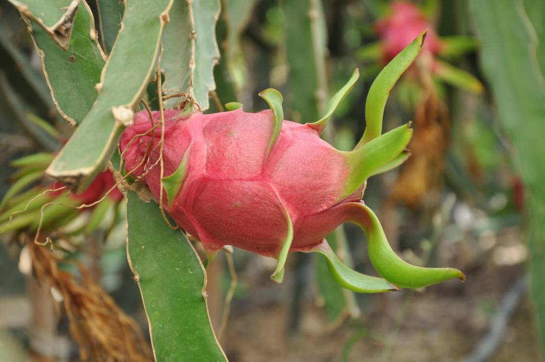 Hasadına örtü altında başlandı: Kilosu 120 TL’den satışa sunuluyor 3