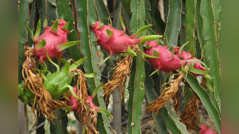 Hasadına örtü altında başlandı: Kilosu 120 TL’den satışa sunuluyor 2