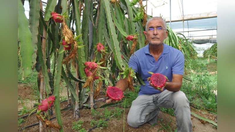 Hasadına örtü altında başlandı: Kilosu 120 TL’den satışa sunuluyor 6