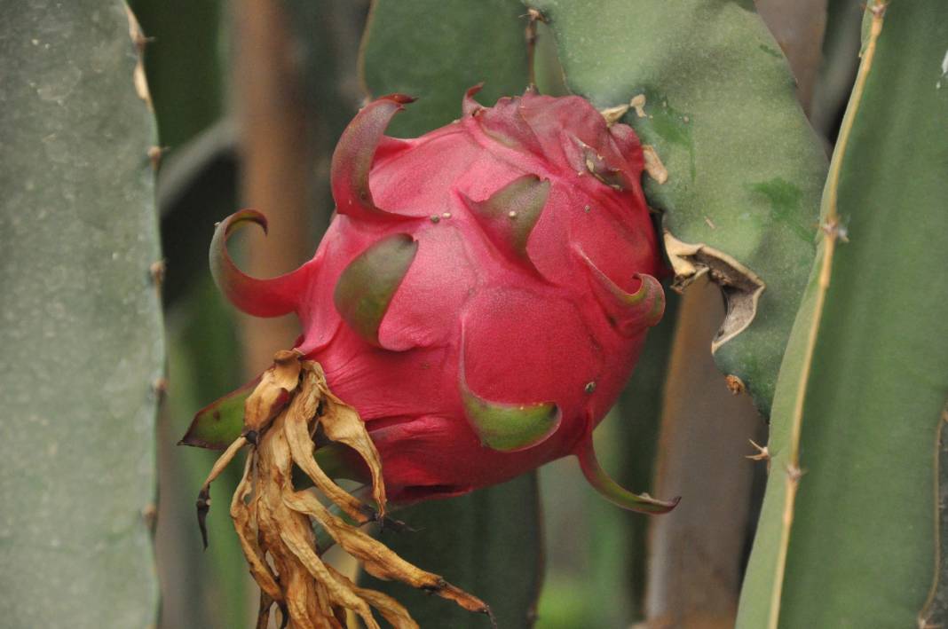 Hasadına örtü altında başlandı: Kilosu 120 TL’den satışa sunuluyor 1