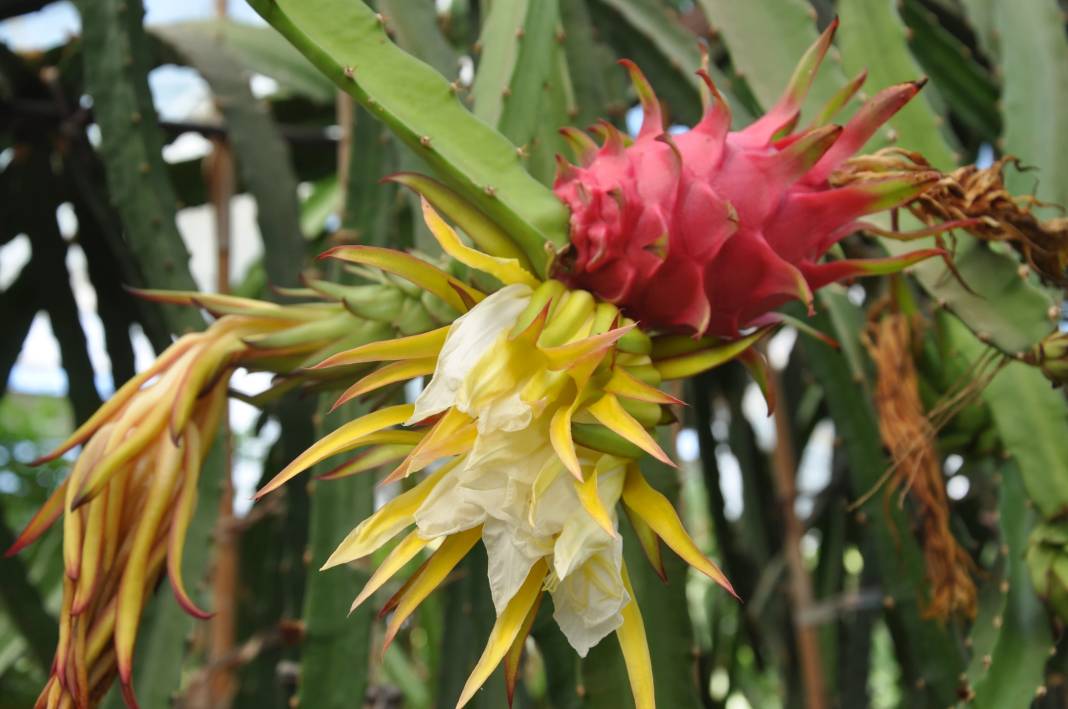 Hasadına örtü altında başlandı: Kilosu 120 TL’den satışa sunuluyor 4