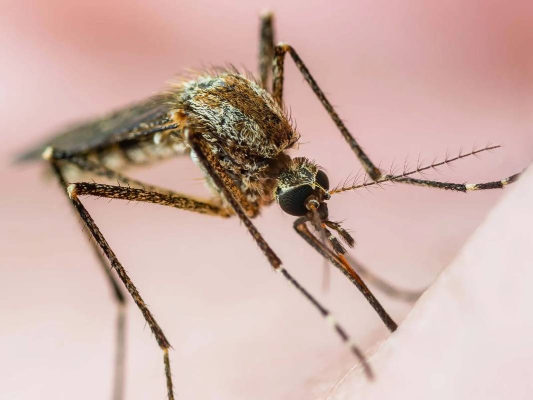 Türkiye’de de görüldü: İstanbul ve Bursa'dan vakalar geldi 8