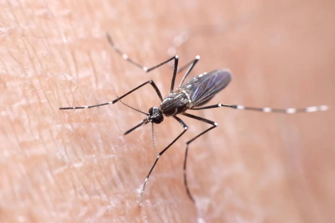 Türkiye’de de görüldü: İstanbul ve Bursa'dan vakalar geldi 1