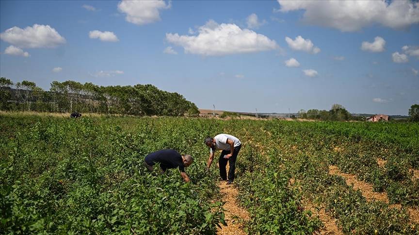 İstanbul'un hemen yanı başında bulunuyor: Gelenler kendi elleriyle topluyor 6