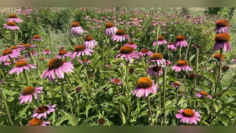 Amerika'da yok satınca Türkiye'de de ekildi: Kilosu 1000 TL’yi buluyor 1