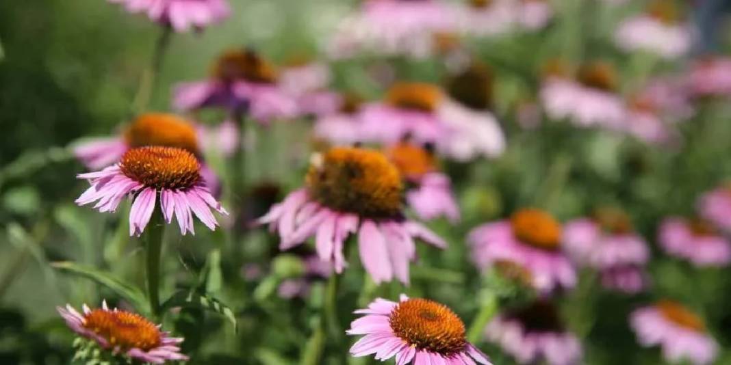 Amerika'da yok satınca Türkiye'de de ekildi: Kilosu 1000 TL’yi buluyor 5