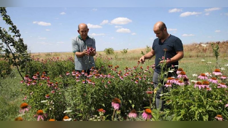 Amerika'da yok satınca Türkiye'de de ekildi: Kilosu 1000 TL’yi buluyor 2