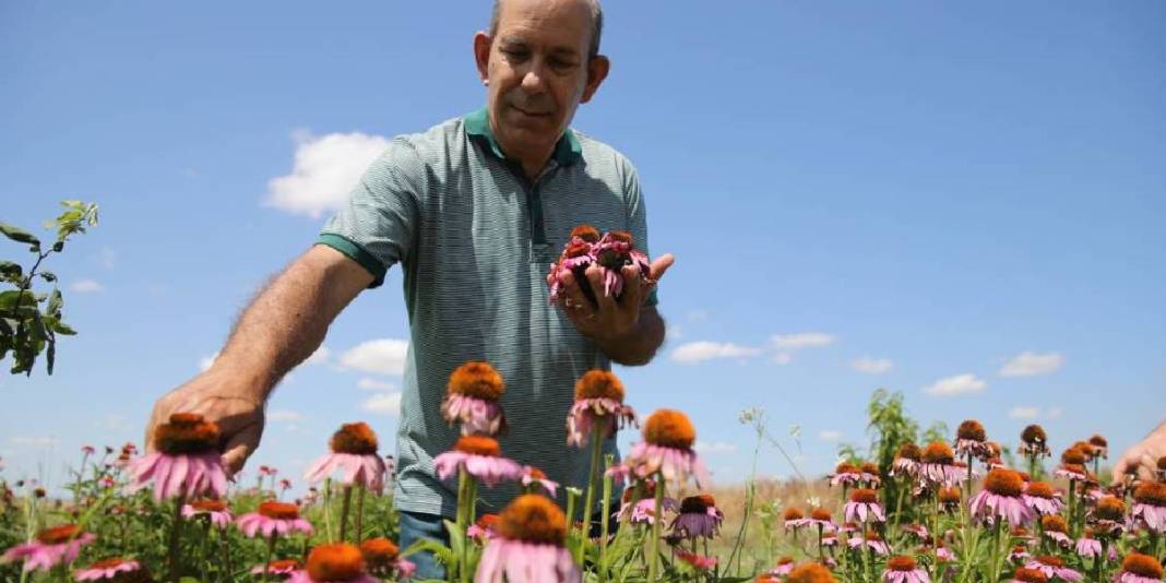 Amerika'da yok satınca Türkiye'de de ekildi: Kilosu 1000 TL’yi buluyor 4