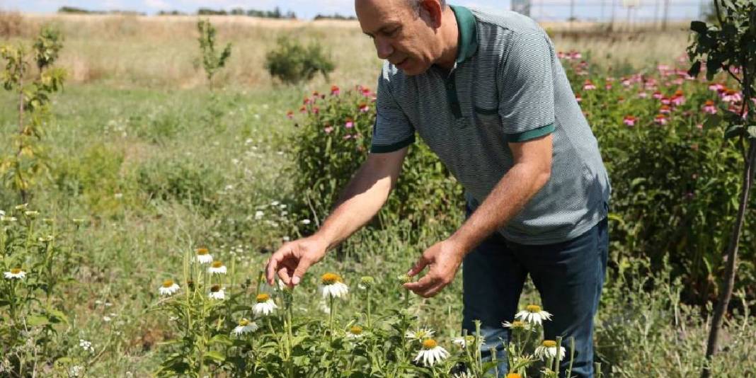 Amerika'da yok satınca Türkiye'de de ekildi: Kilosu 1000 TL’yi buluyor 3