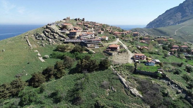 Kilosu 800 TL’den satılıyor: Hasadın ardından yurdun dört bir yanına gönderilecek 1