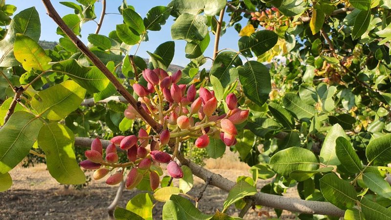 Menengiç ağaçlarından toplanıyor, kilosu 300 TL'den satılıyor 12