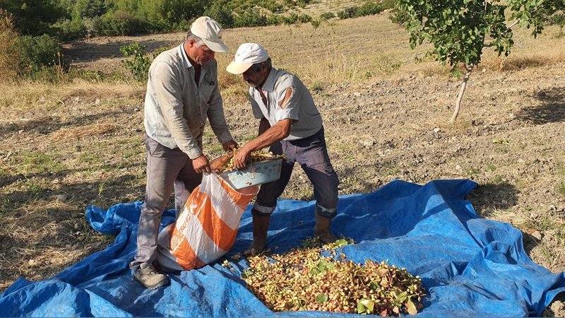 Menengiç ağaçlarından toplanıyor, kilosu 300 TL'den satılıyor 6