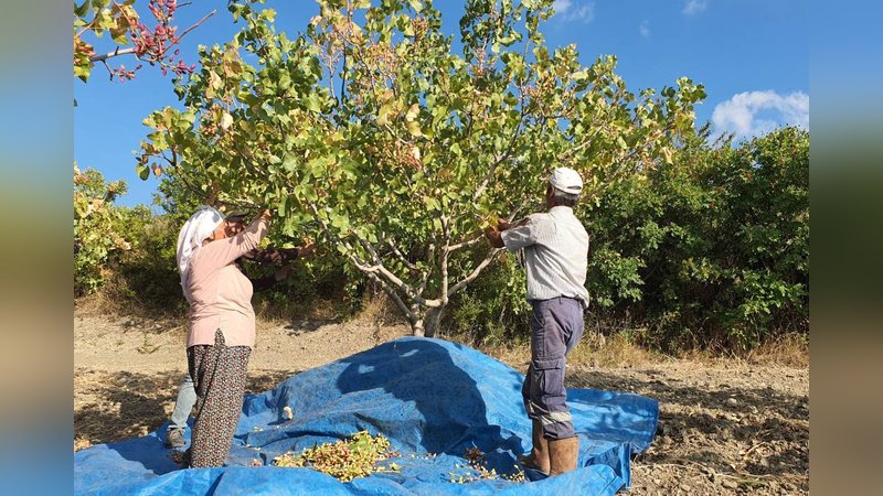 Menengiç ağaçlarından toplanıyor, kilosu 300 TL'den satılıyor 4