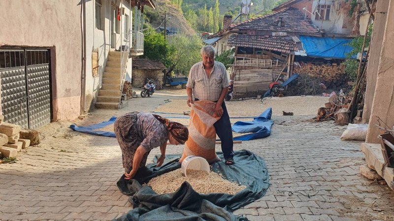 Menengiç ağaçlarından toplanıyor, kilosu 300 TL'den satılıyor 2