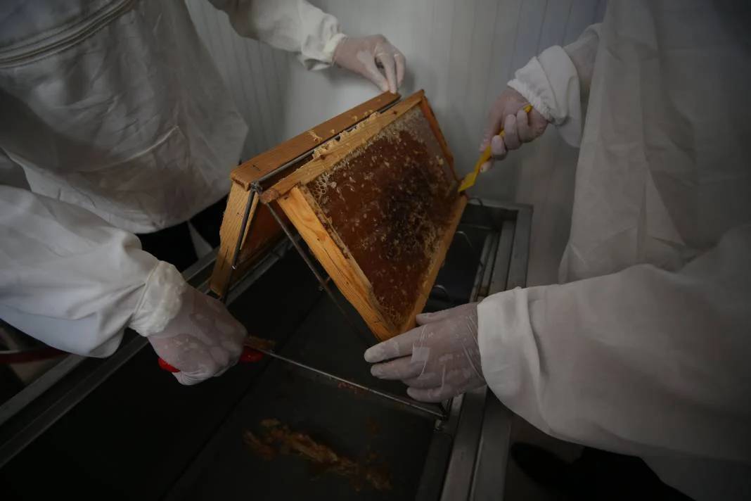 Kilosu 800 TL’den satılıyor: Hasadın ardından yurdun dört bir yanına gönderilecek 8