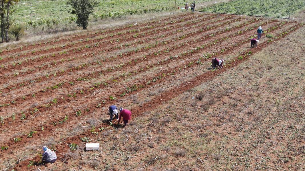 Mor altında hasat başladı: Deneme amaçlı ekti, rekor kırdı 6