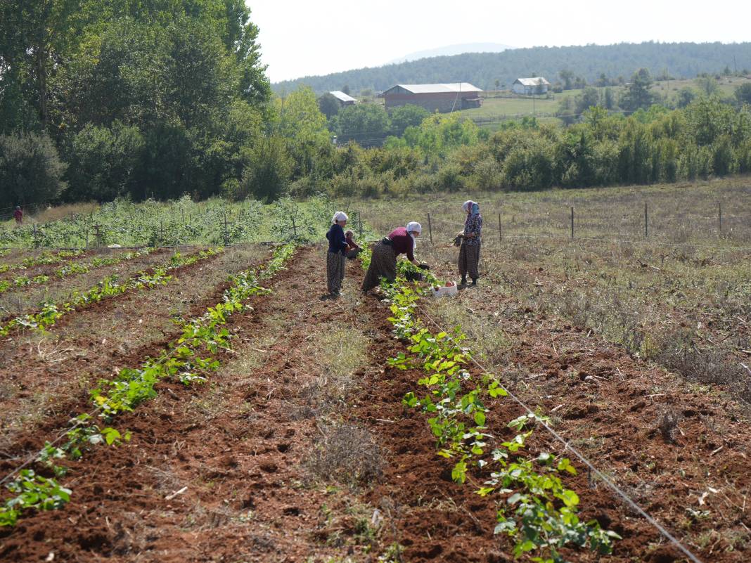 Mor altında hasat başladı: Deneme amaçlı ekti, rekor kırdı 4