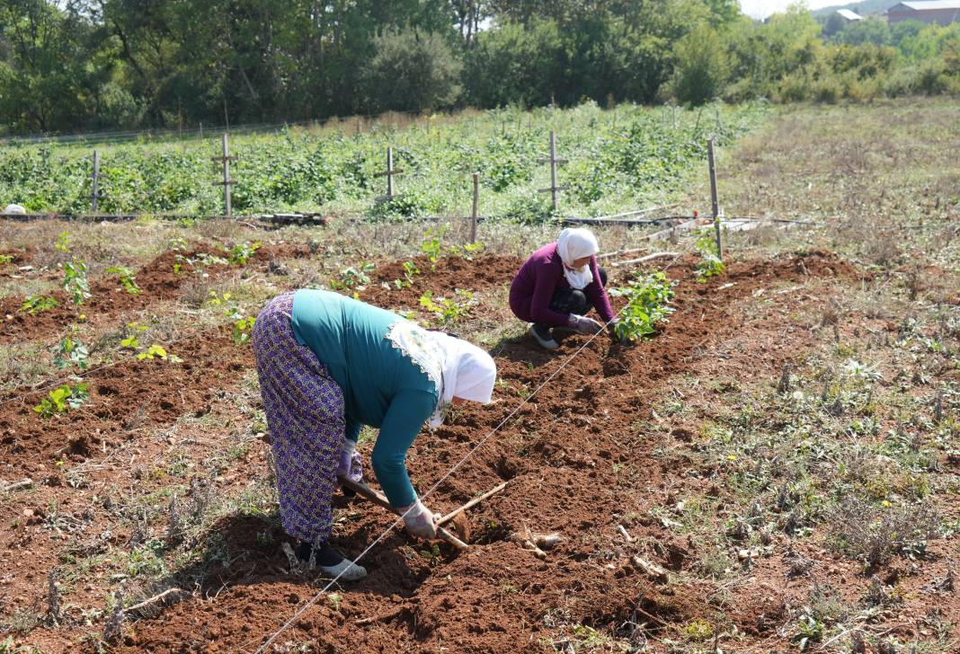 Mor altında hasat başladı: Deneme amaçlı ekti, rekor kırdı 2