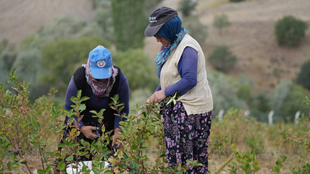 Türkiye'de ilk kez hasadı yapıldı: Dünyada 'süper meyve' olarak biliniyor 6